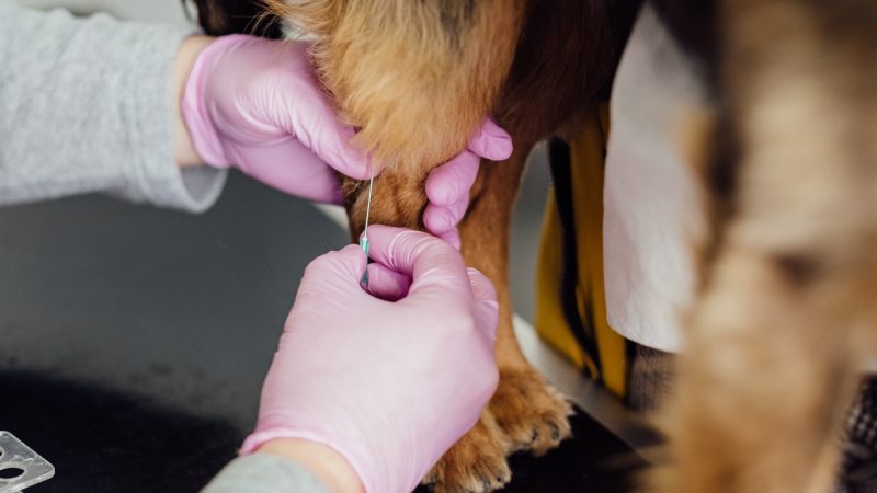 What Happens During a Routine Pet Examination?